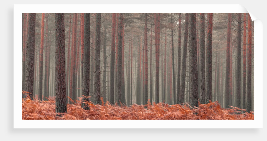 Misty Forest by Assaf Frank